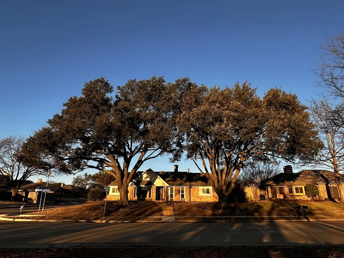 Established residential canopy tree shading a home in Grantville